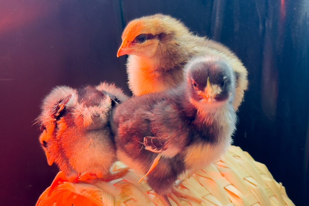 what I wish I knew before raising baby chicks