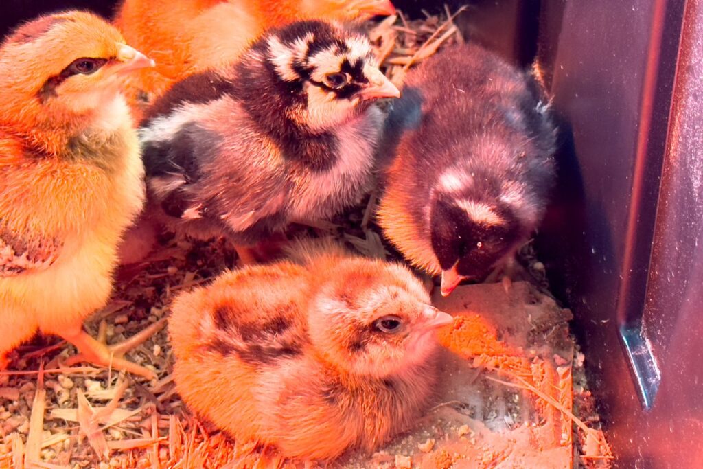 cute baby chicks