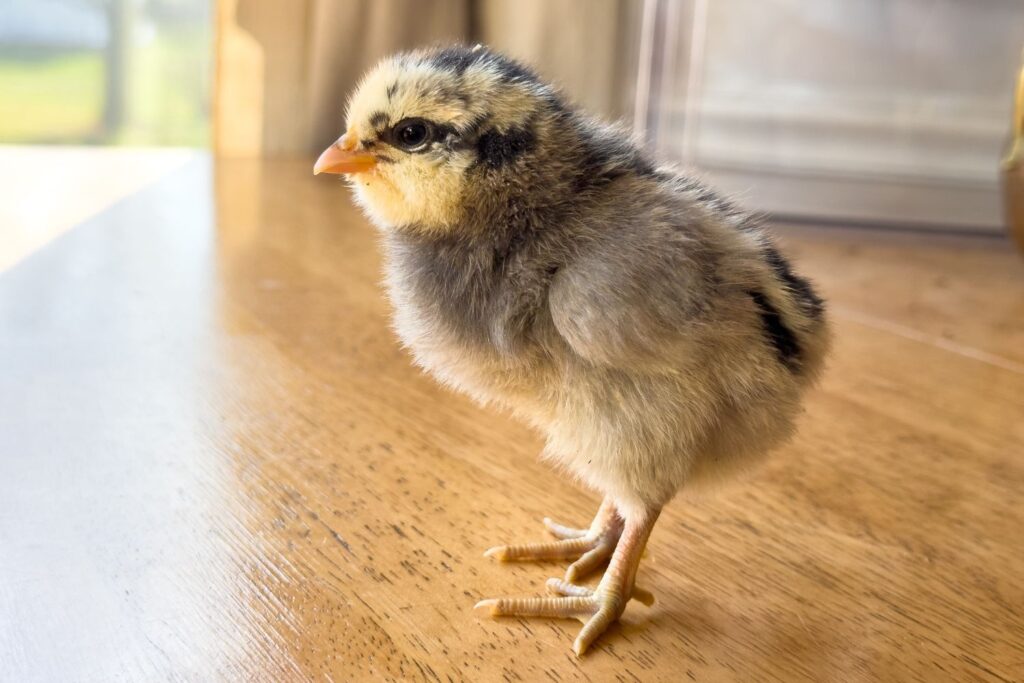 adorable baby chick