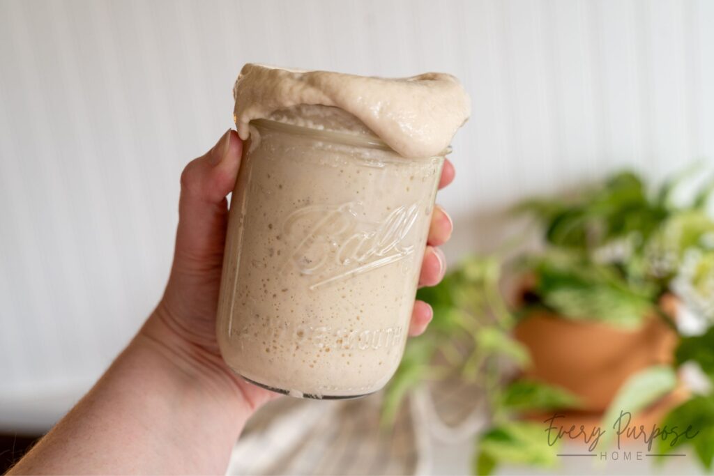 how to make sourdough starter happy and bubbly again for beginners