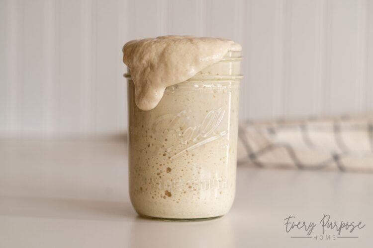 how to make sourdough starter happy and bubbly again for beginners
