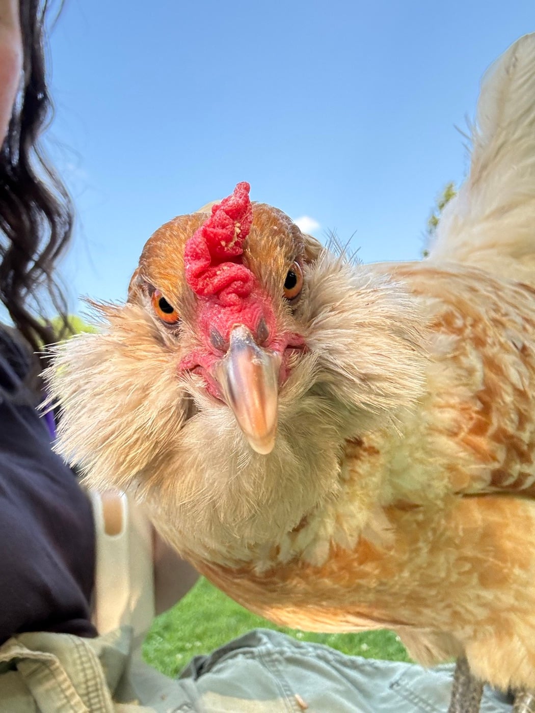 Mel, Marlene’s fluffy favorite chicken, sitting on her lap
