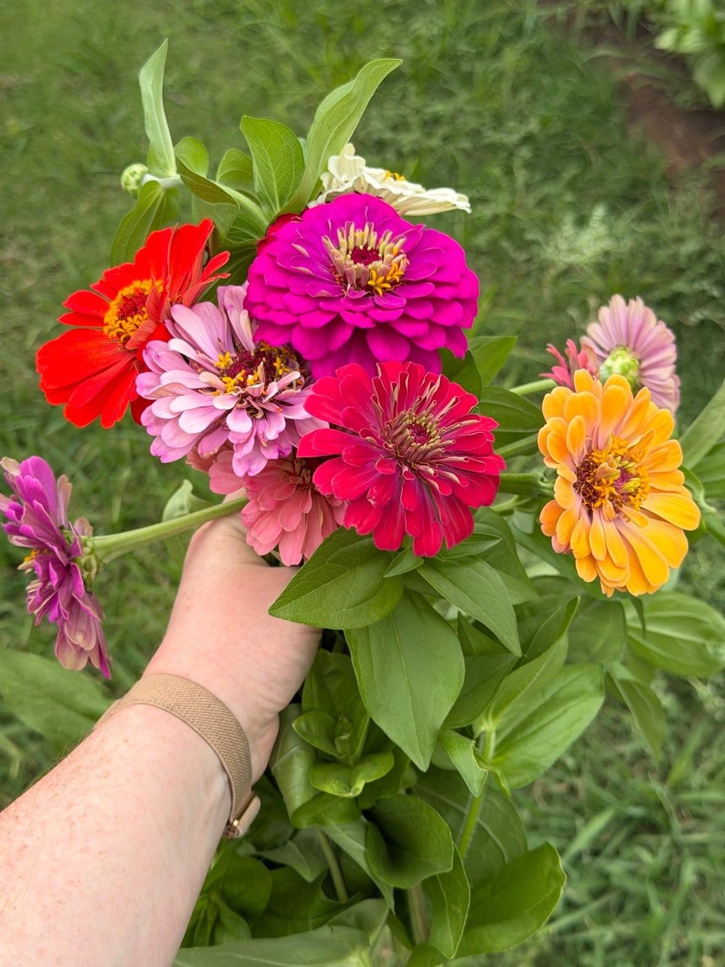 A bright bouquet of zinnias from Marlene’s papa’s garden